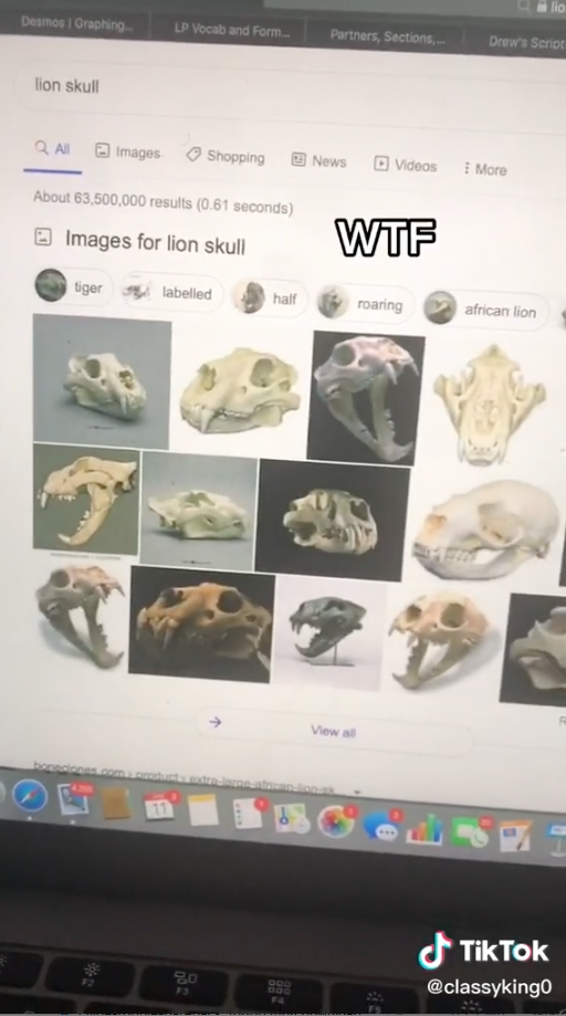 Google image results of what a lion skull looks like
