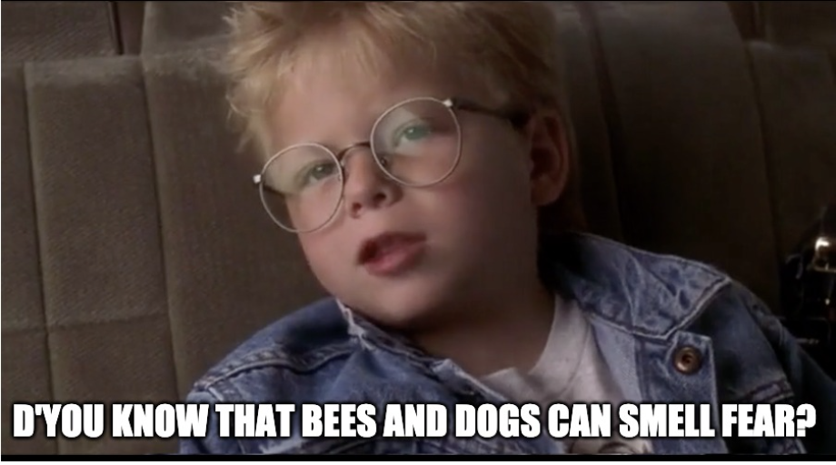 男孩在杰瑞·麦奎尔说“你知道吗,蜜蜂和狗能闻到fear"