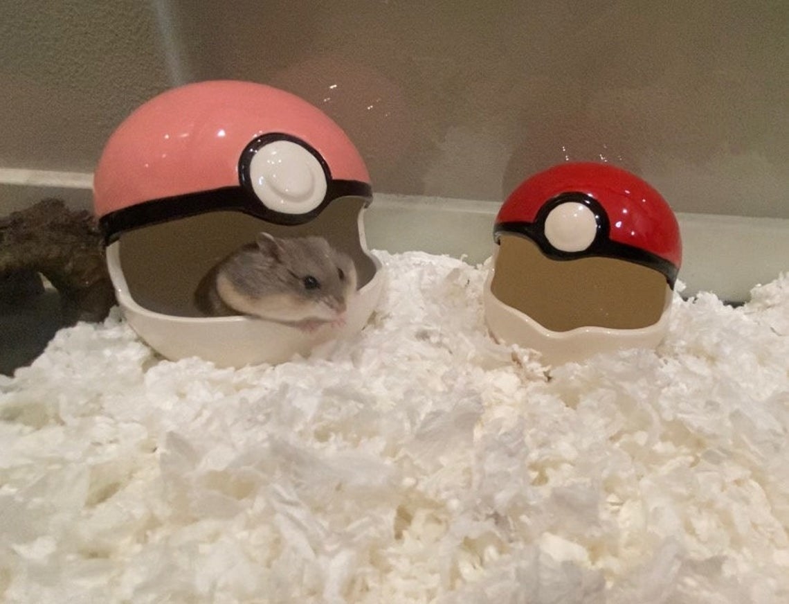 hamster sits inside ceramic pokeball