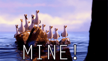 a flock of seagulls saying &quot;mine, mine&quot;