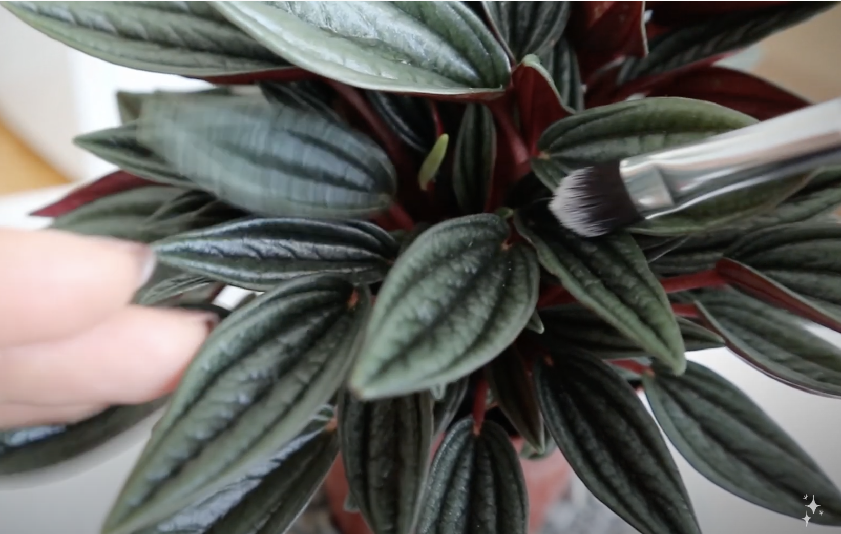 A plant leaf being brushed with a paint brush
