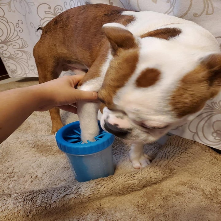 A different reviewer's photo of their dog using the medium blue cleaner