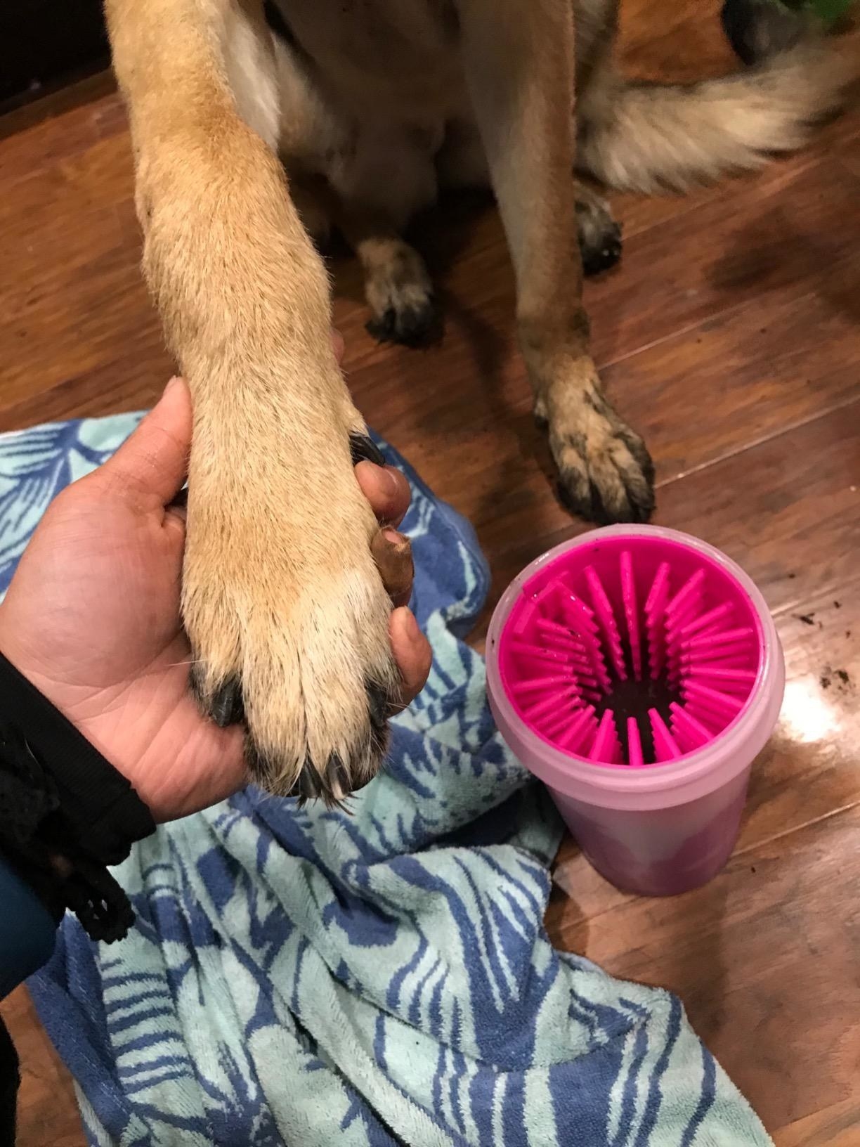 A reviewer&#x27;s photo of their German shepherd using the large pink cleaner