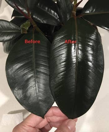 reviewer's plant with one leaf much shinier than another