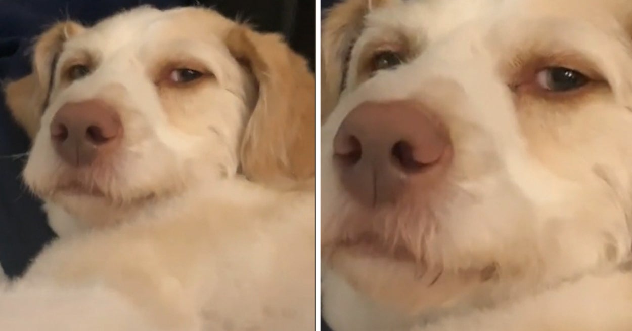 Dogs With Strangely Human Eyes TikToks