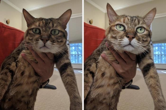 On the left, a dark picture of a reviewer&#x27;s cat, and on the right, the same ca but the picture is much brighter and clearer now