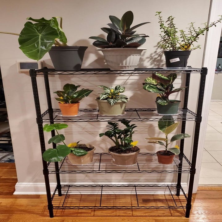 reviewer photo showing shelf being used for plants