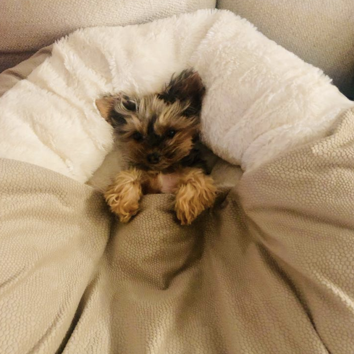 reviewer photo of Yorkie dog inside bed 