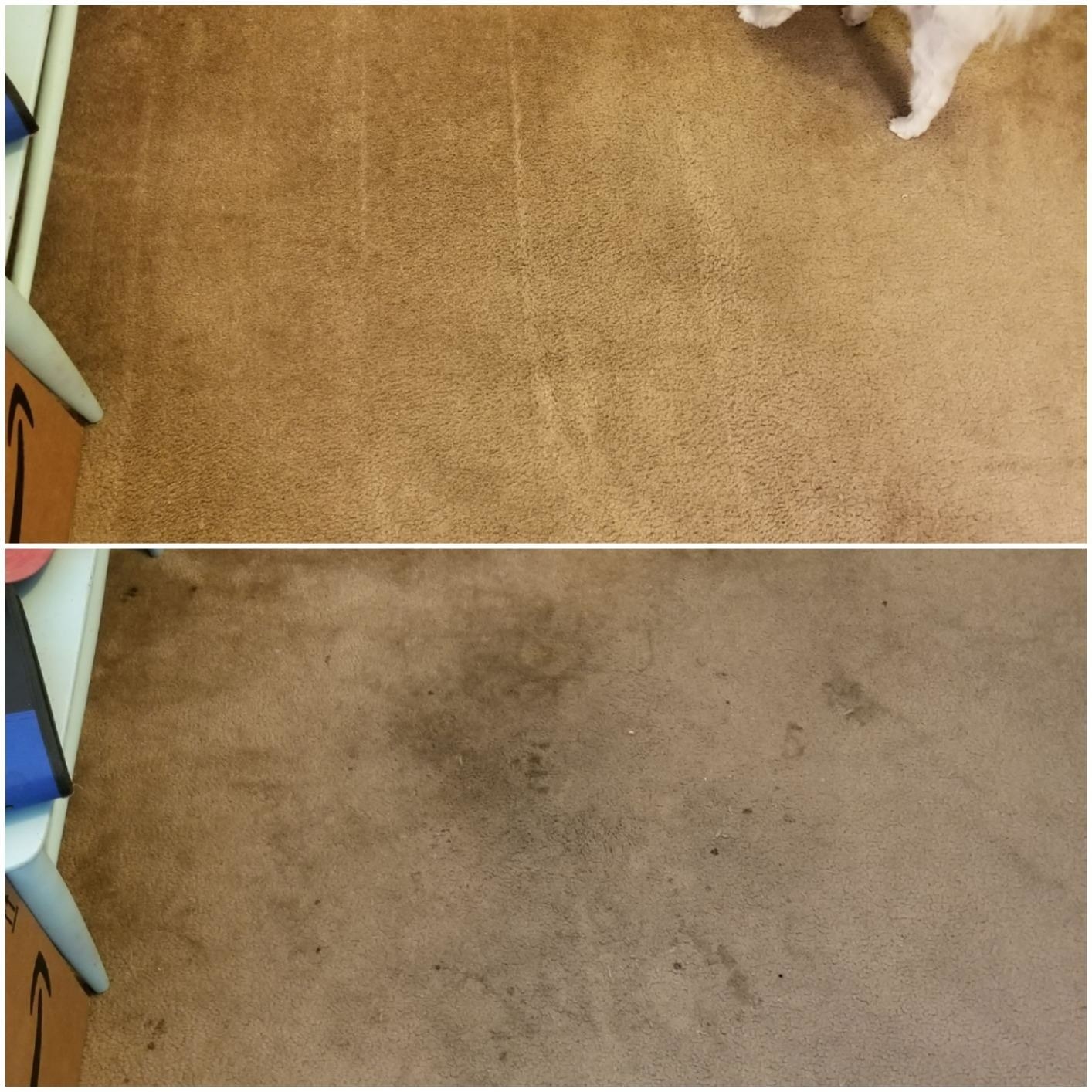 A reviewer&#x27;s before and after photos which show a stained carpet and then a perfectly clean carpet