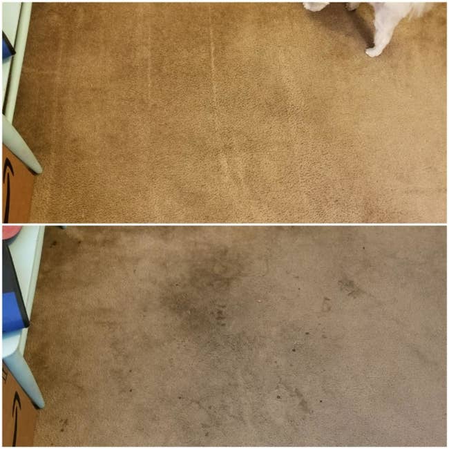 A reviewer's before and after photos which show a stained carpet and then a perfectly clean carpet