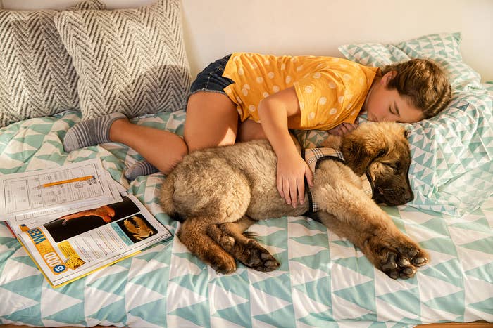 A young girl asleep while cuddling with a puppy in bed