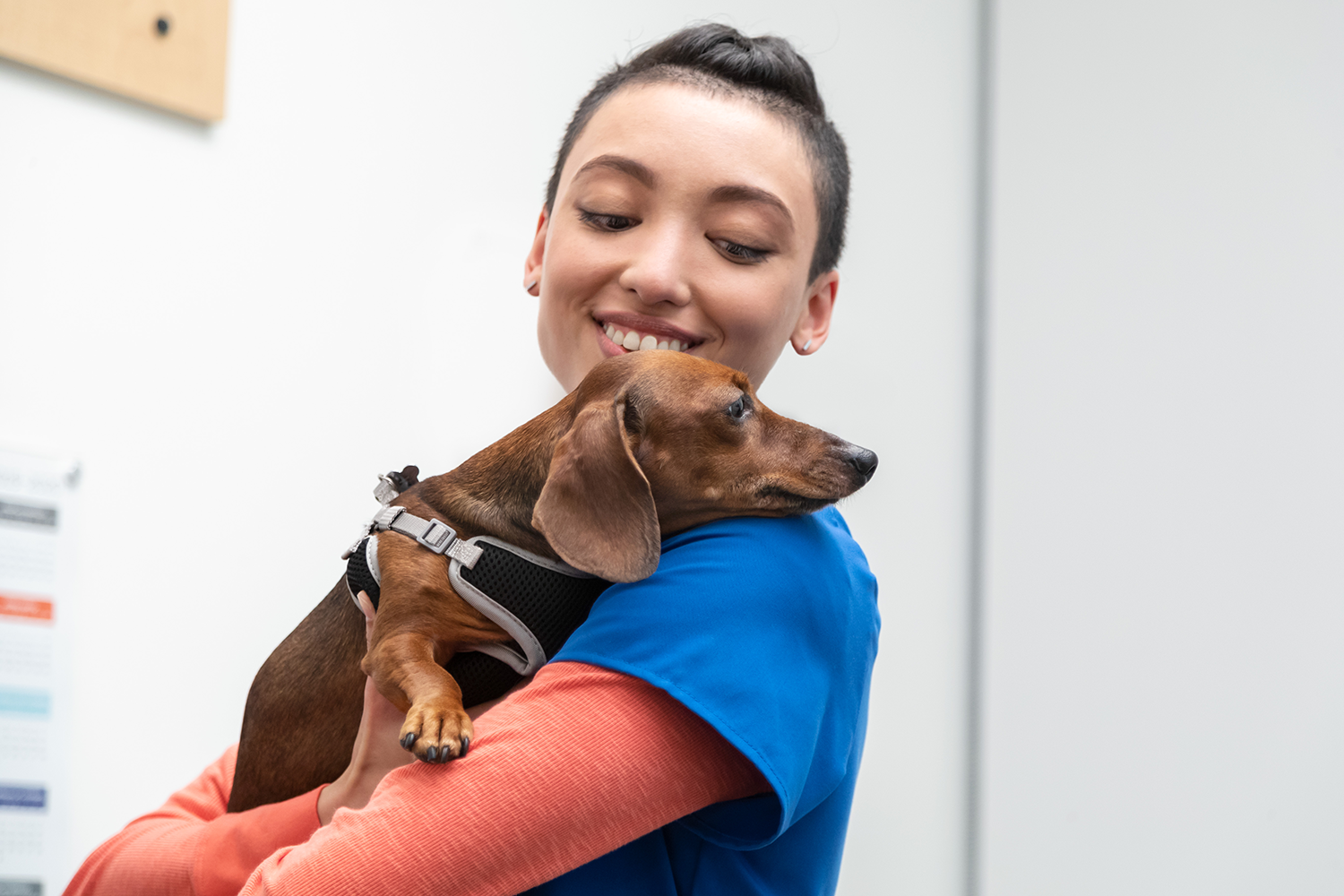 A veterinarian holding a dachshund in her arms