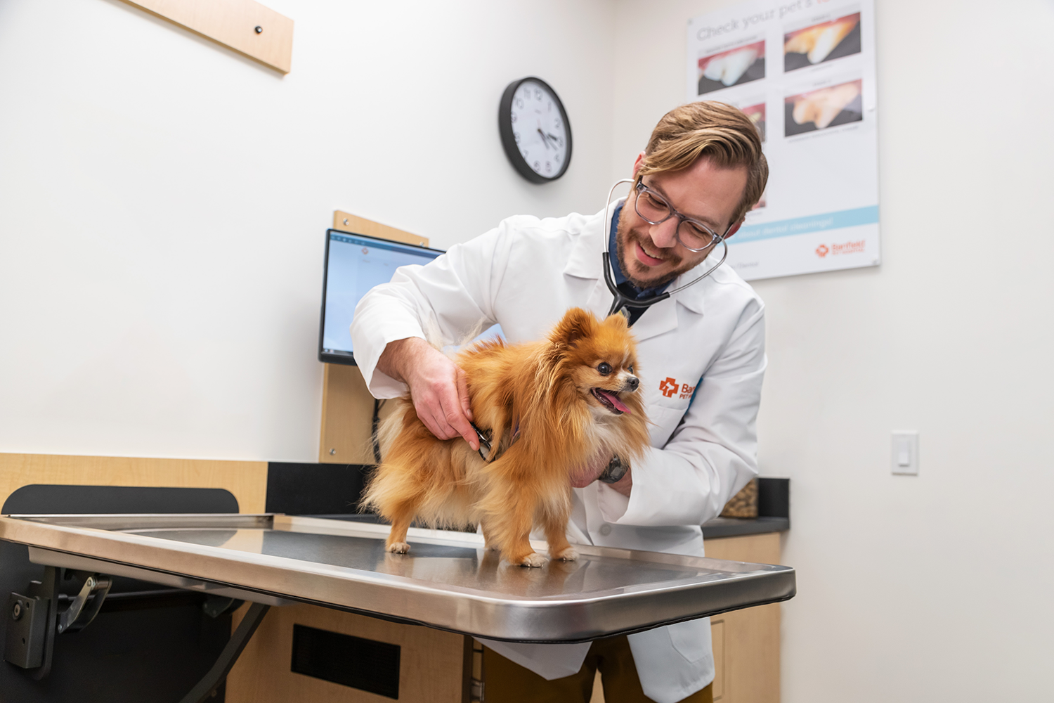 A small dog on a table while a veterinarian uses a stethoscope on it