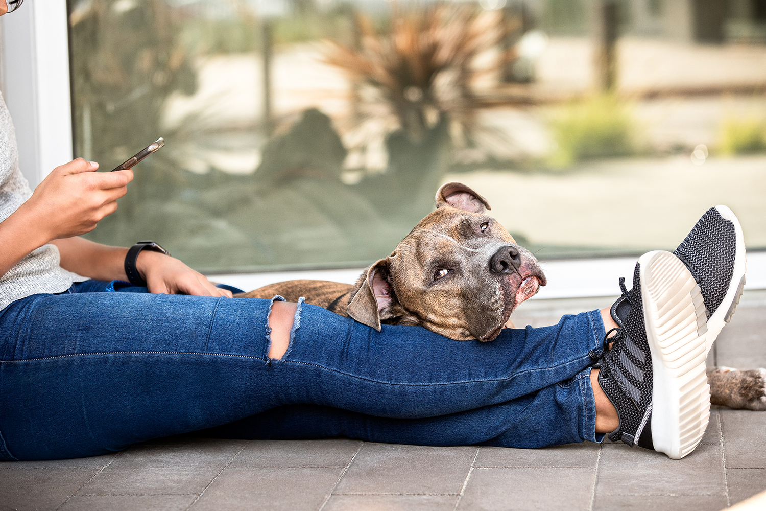 A dog lying next to a woman with his head on her legs