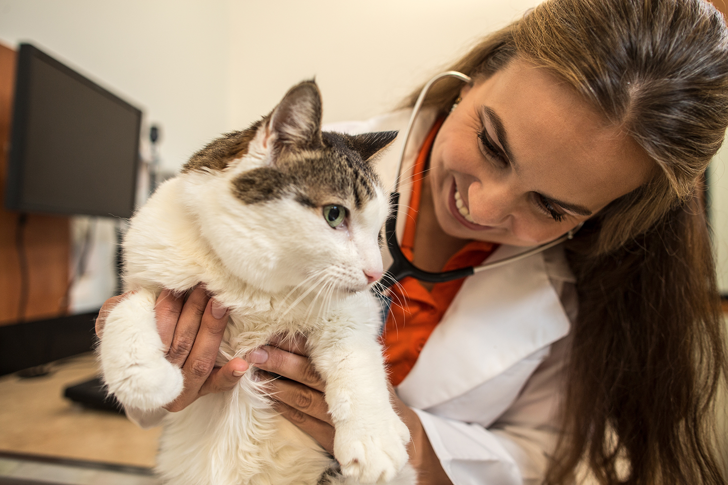 A cat being held by a veterinarian