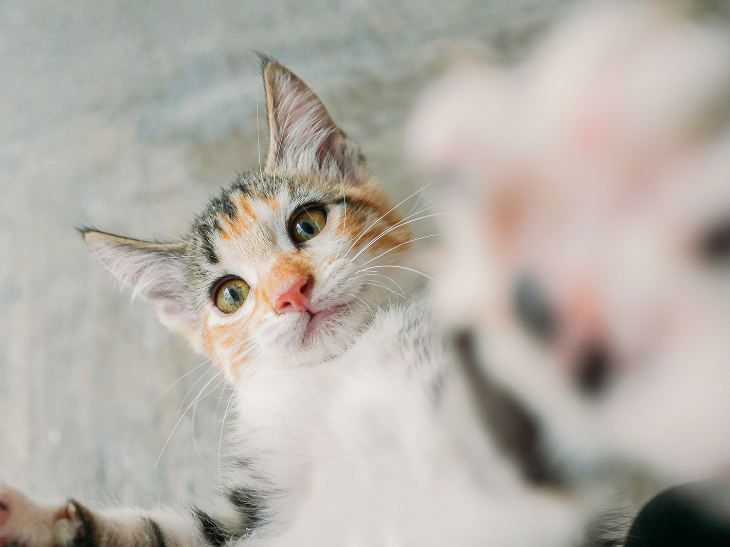 A kitten pawing at the camera