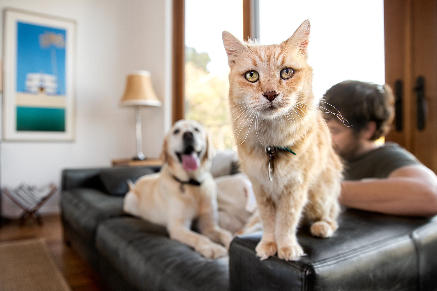 A cat standing on the arm of a couch, while a man and a dog lay on the couch in the background
