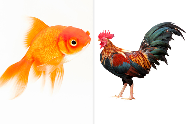 Side-by-side images of a goldfish and a chicken
