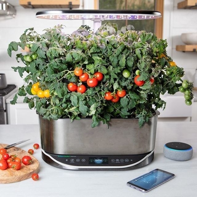 an aerogarden filled with tomatoes