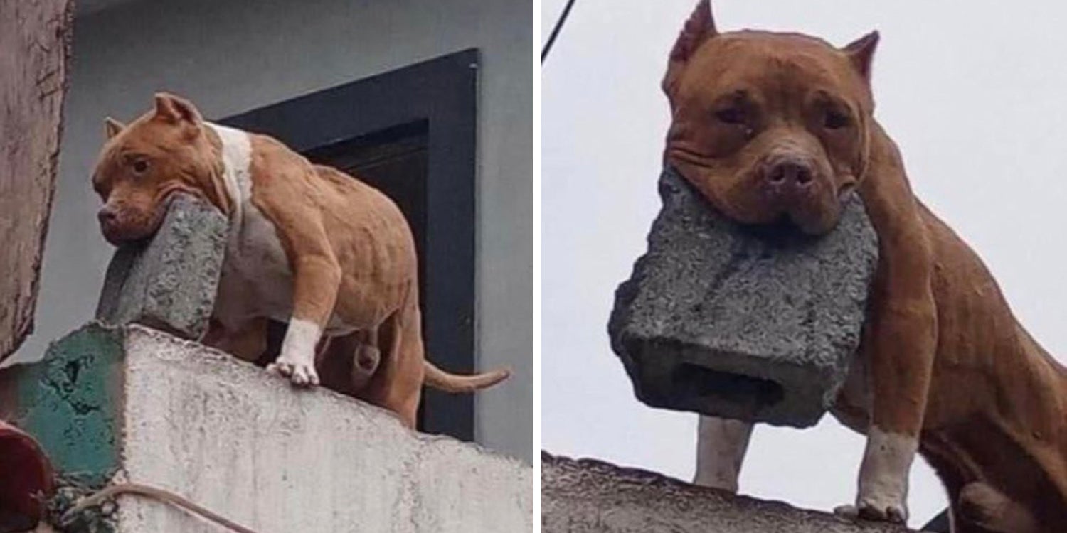 dog posts from the week of january 10 2020