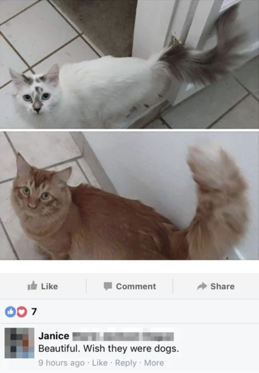 cat pictures with the comment i wish they were dogs