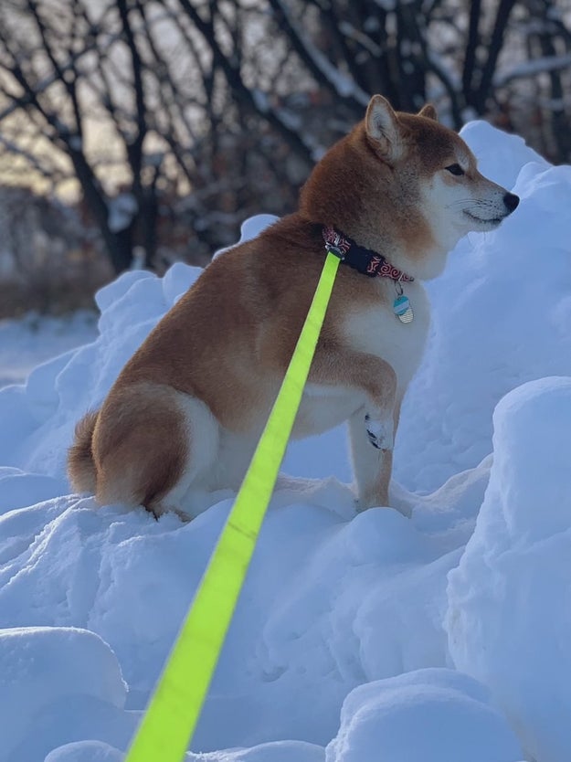 柴犬しか勝たん 雪に埋まっていく 儀式 にみんな悶絶
