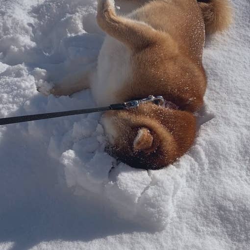 柴犬しか勝たん 雪に埋まっていく 儀式 にみんな悶絶 柴犬しか勝たん 雪に埋まっていく 儀式 にみんな悶絶