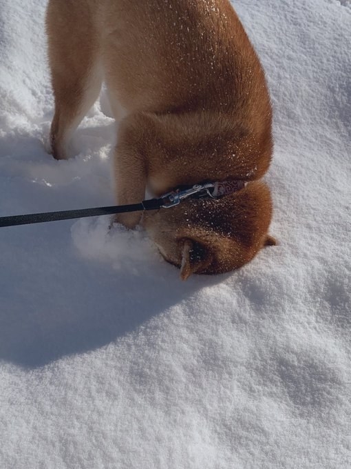 柴犬しか勝たん 雪に埋まっていく 儀式 にみんな悶絶