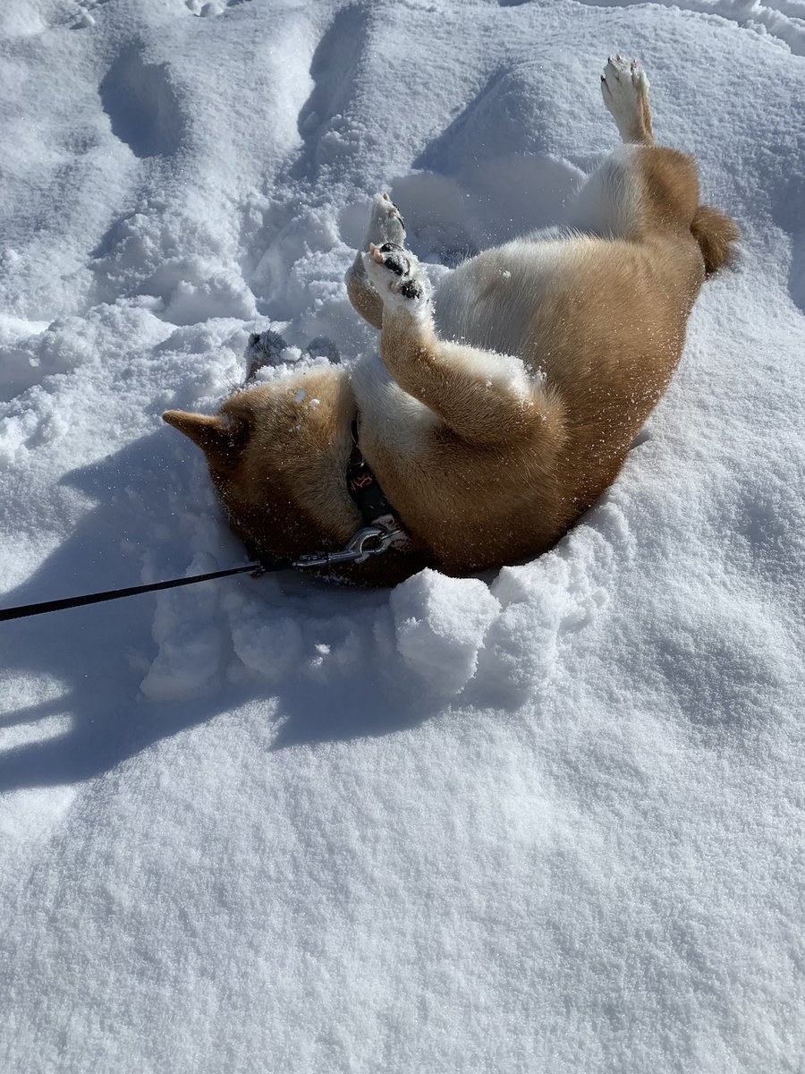 柴犬しか勝たん 雪に埋まっていく 儀式 にみんな悶絶