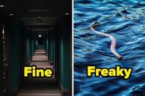 "Fine" over a hotel hallway and "freaky" over a snake swimming
