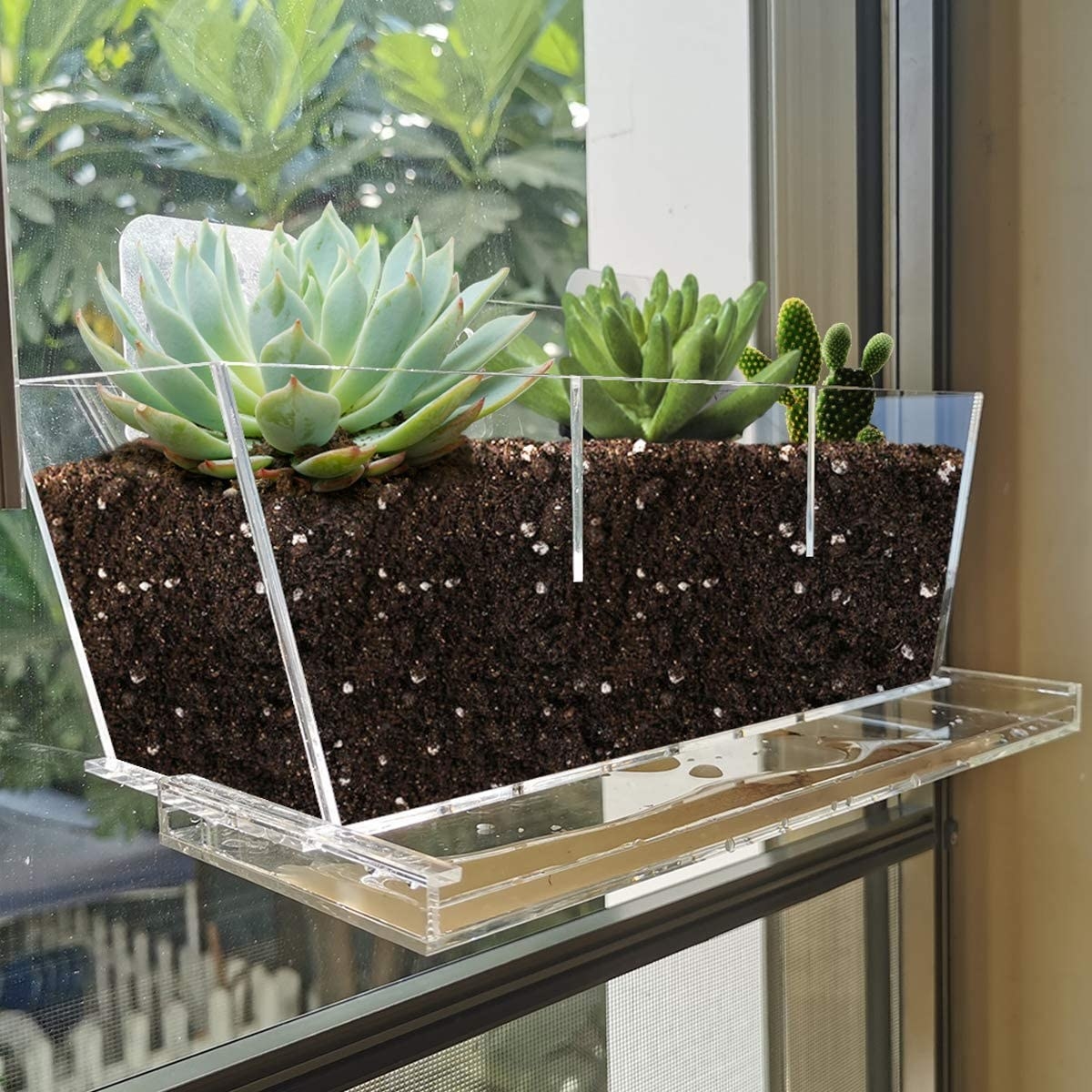 A transparent planter mounted on a window 