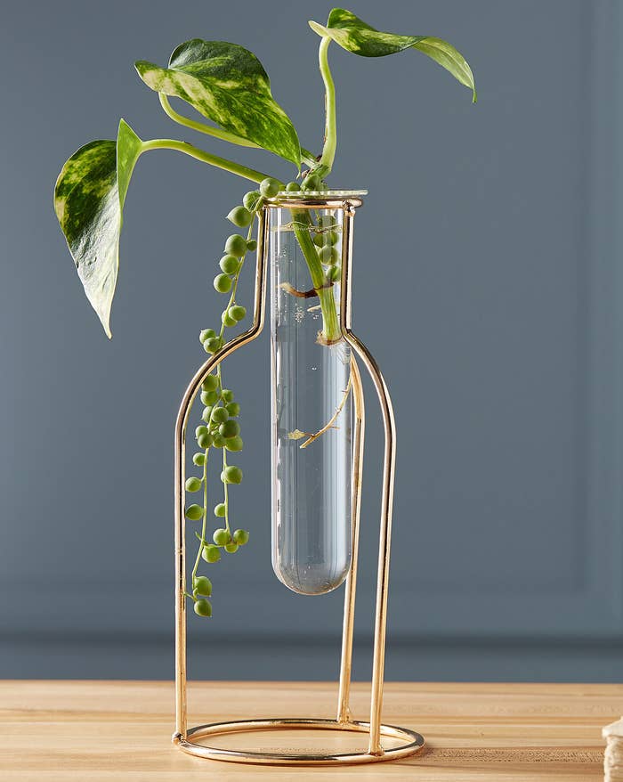 A test tube in a metallic holder with a plant inside 