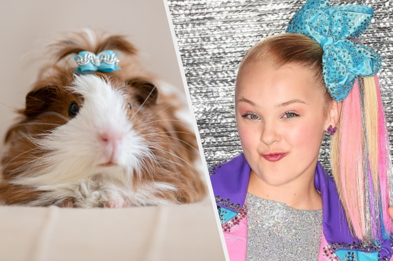 guinea pig makeup Online Sale