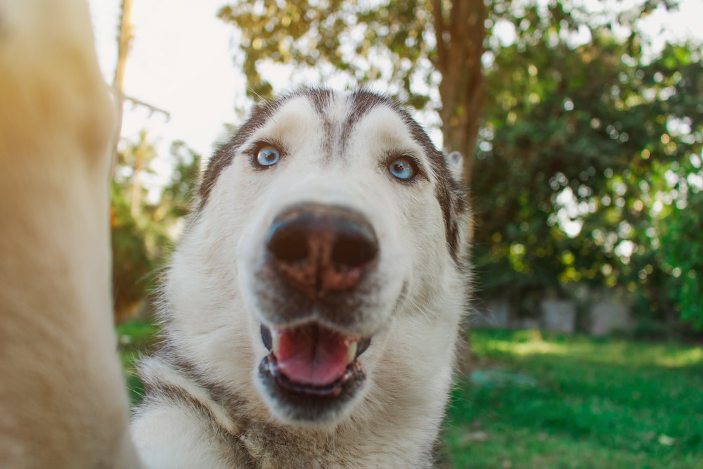 Closeup of a dog&#x27;s face