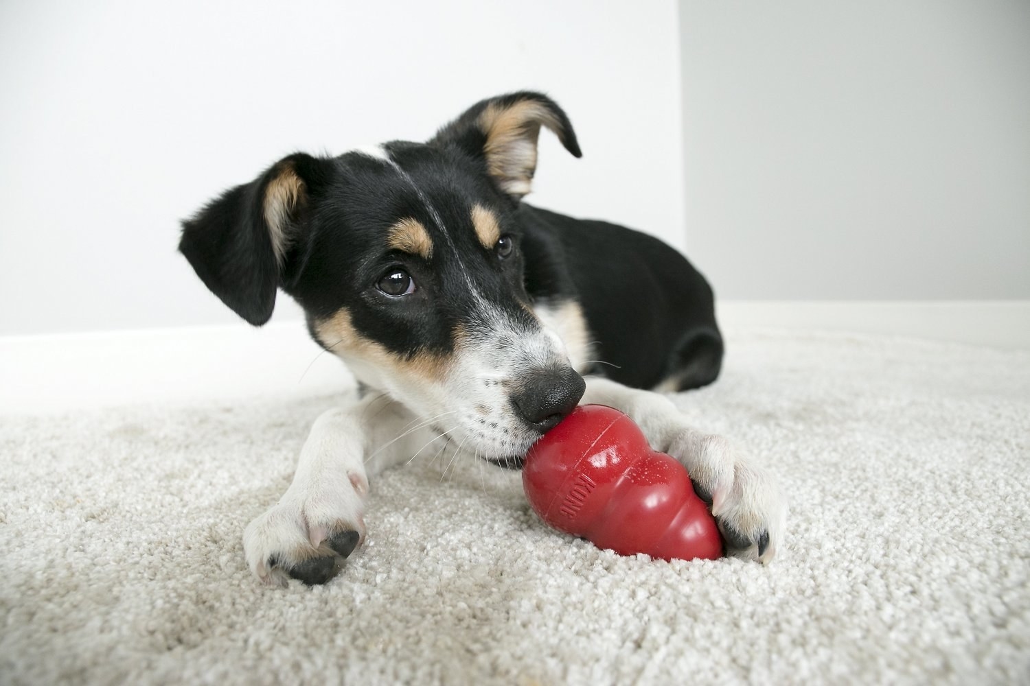 a dog chewing on a red kong toy