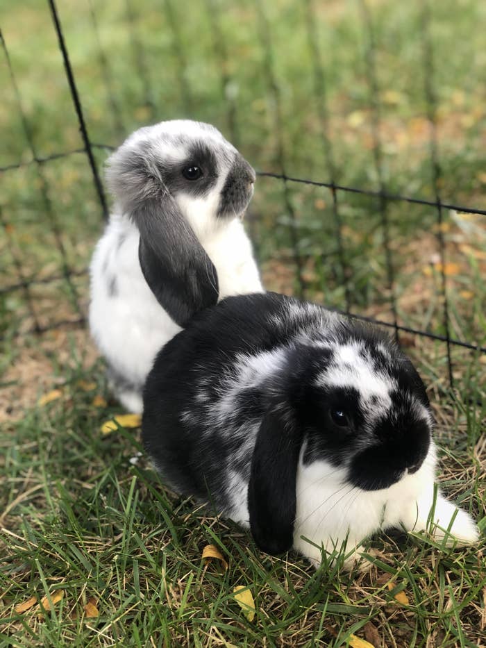 Two Holland lop rabbits