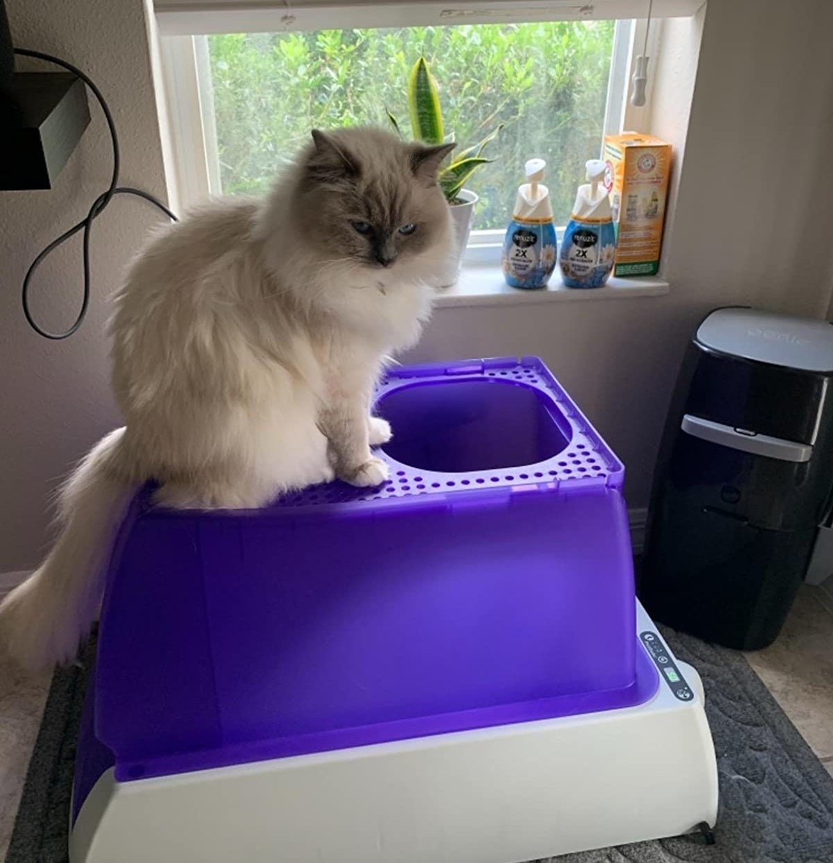 reviewer photo showing their cat sitting on top of the purple litter box 