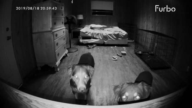 reviewer photo showing their two dogs staring into the Furbo camera at night 