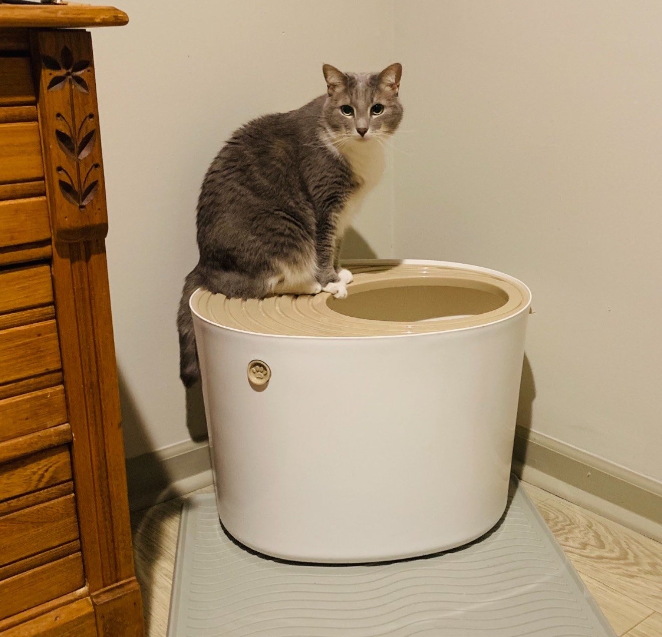 reviewer photo showing their cat on top of the litter box 