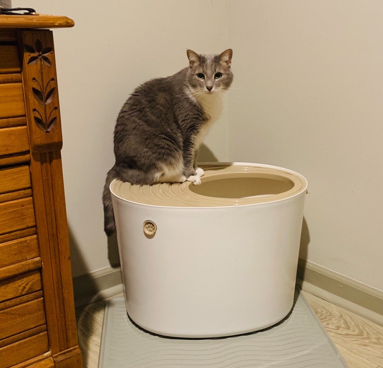 reviewer photo showing their cat on top of the litter box 