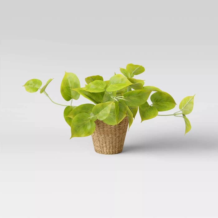 The pothos in a basket planter