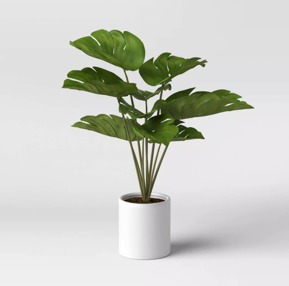 The green plant in a white ceramic pot