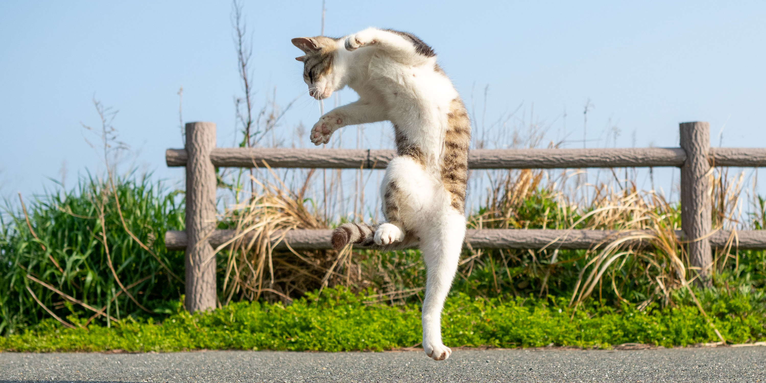 Karate Cat 構えが異常に強そうなネッコたち 海外の人たちも熱視線
