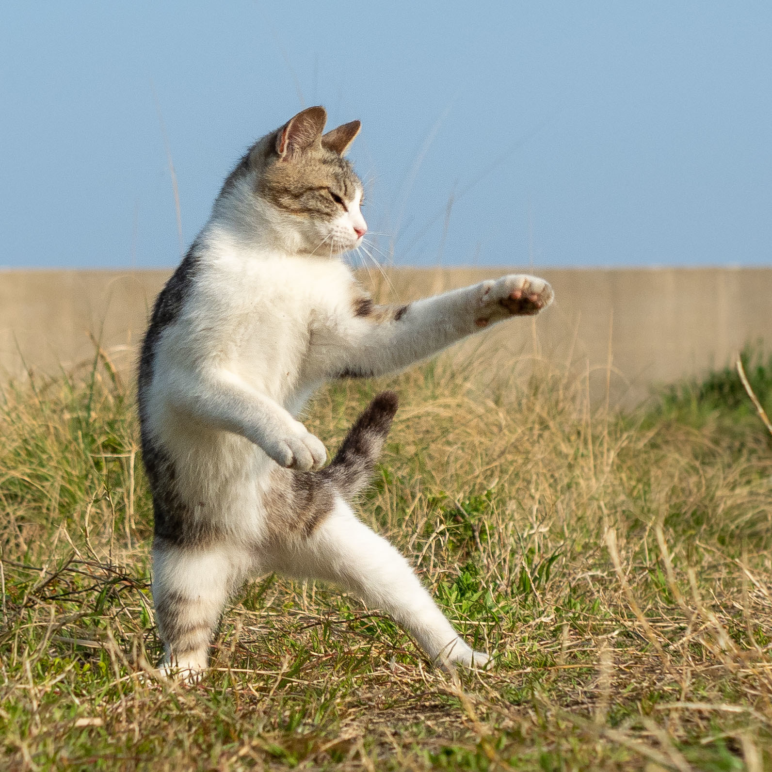 Karate Cat 構えが異常に強そうなネッコたち 海外の人たちも熱視線