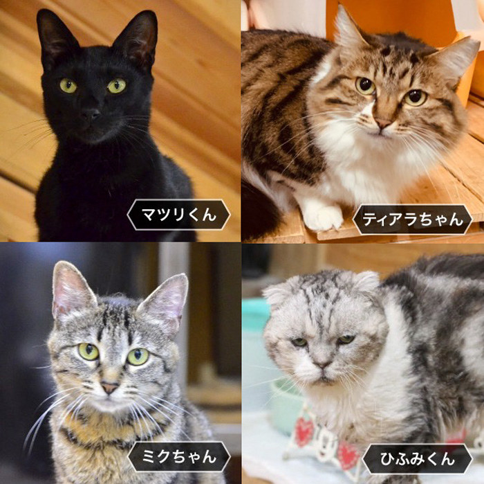 猫好きネット民の絆は海を超える 東京の片隅で暮らすネコチャンたちが海外から注目を浴びているわけ