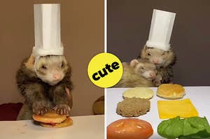 Ferret with a chef hat on making food and snuggling with its buddy