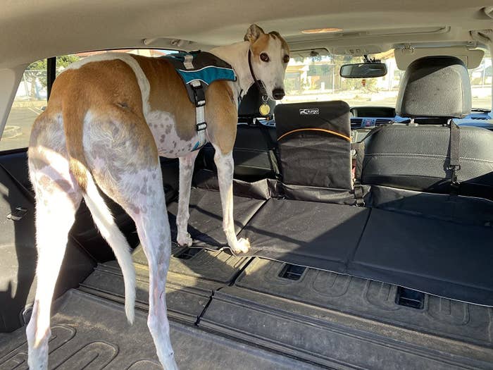 reviewer photo showing their large dog in the backseat of their vehicle, fitting only thanks to the car seat extender 