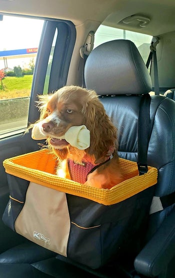 reviewer photo showing their puppy sitting in the car basket 