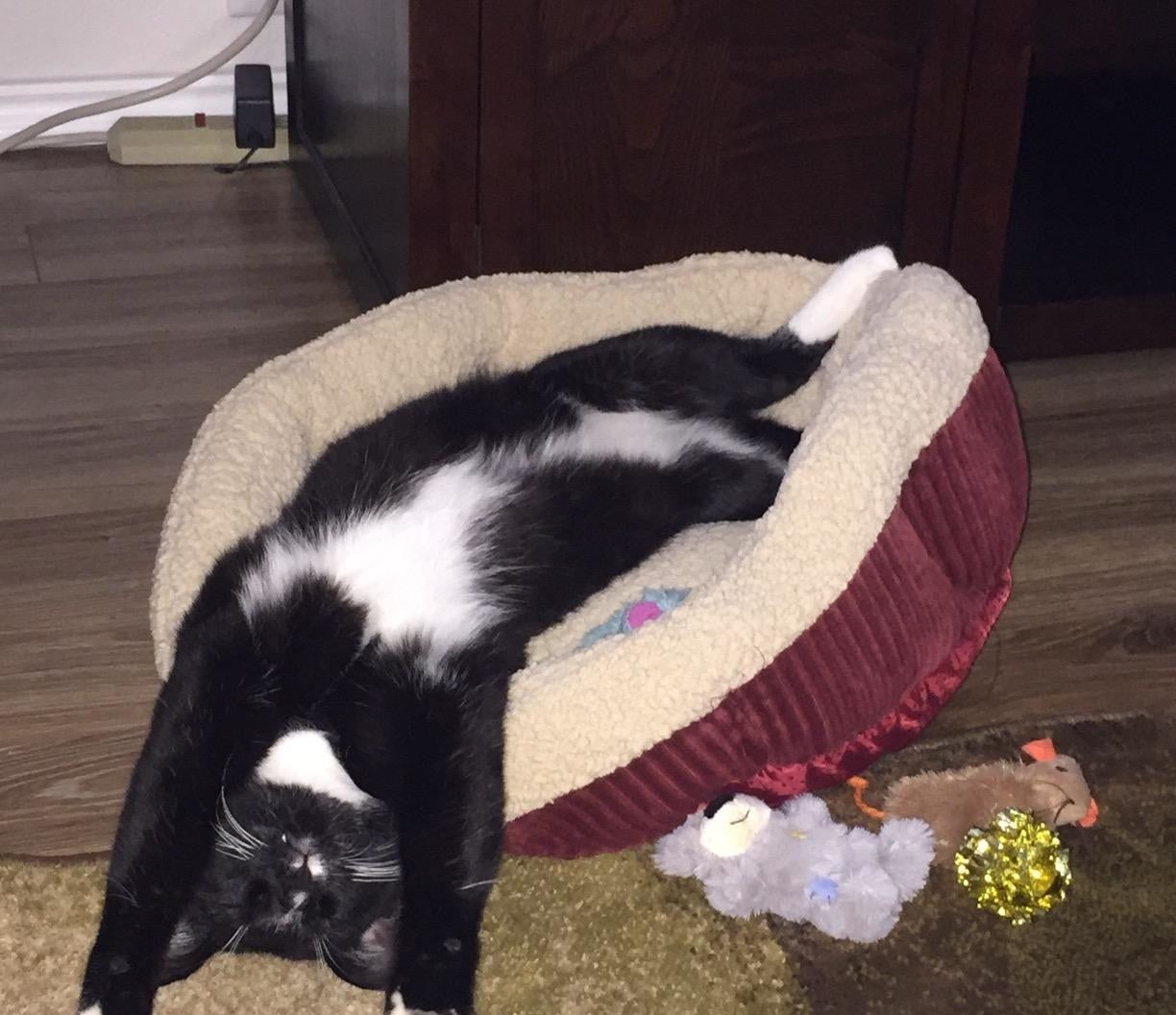 reviewer photo showing their cat stretching out in the warming bed