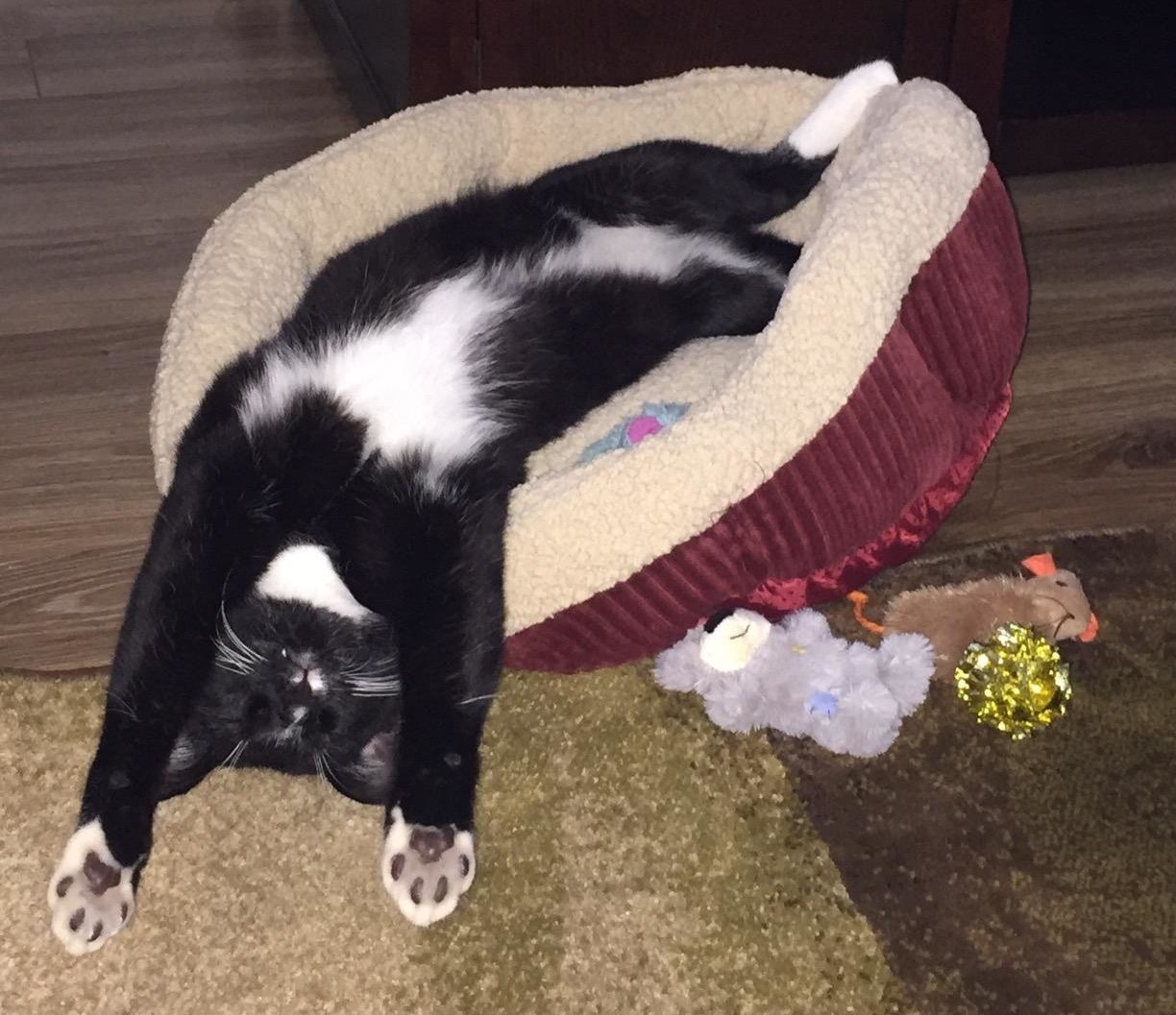 reviewer photo showing their cat stretching out in the warming bed